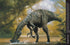 Dinosaurier. Det stora uppslagsverket