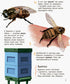 Енциклопедія дошкільника. Комахи (тираж закінчився)